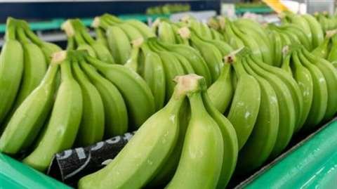 Banano para exportación