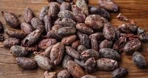 Cacao para exportación